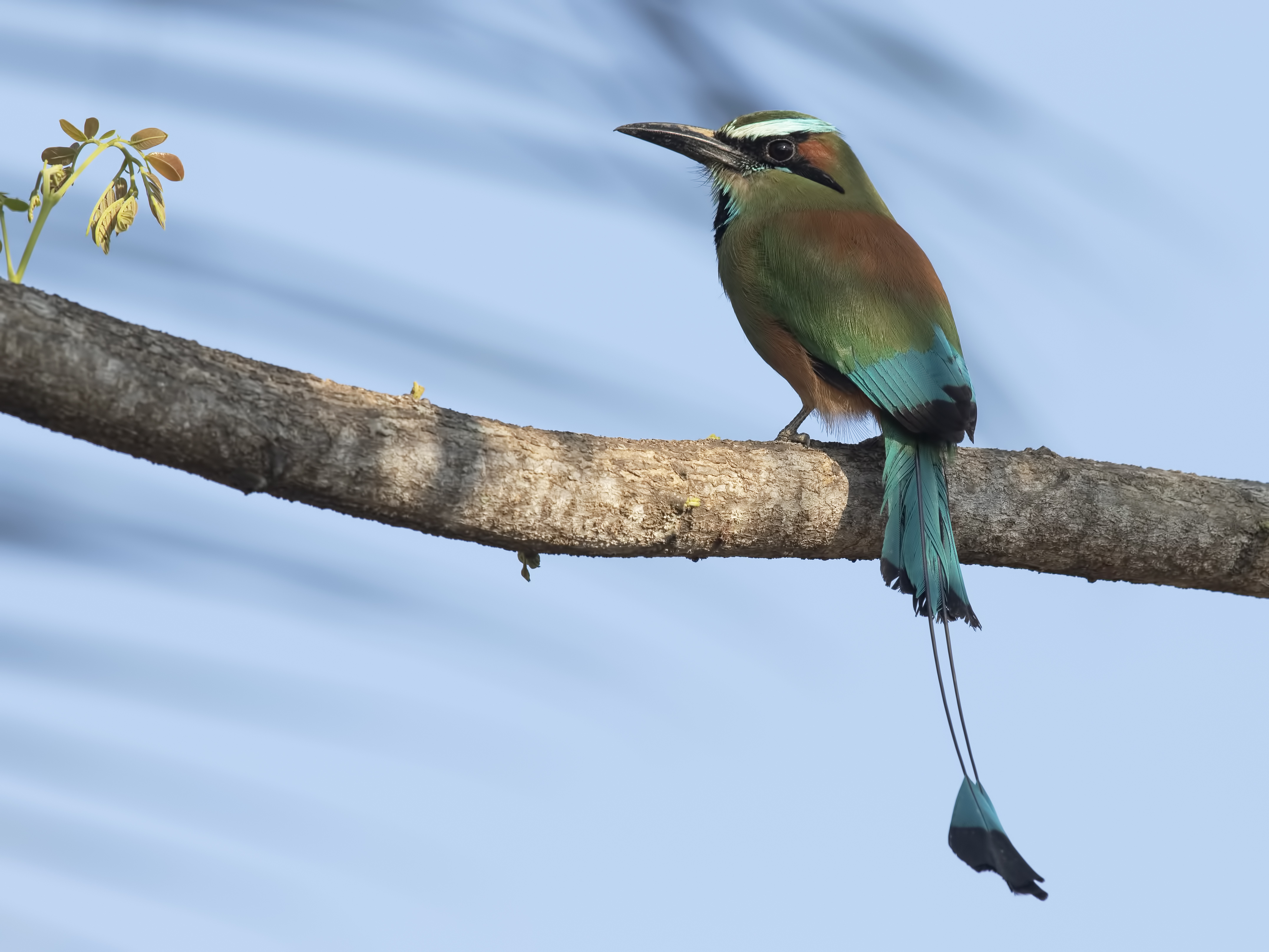 Turquoise-browed Motmot — Ana fotoğraf